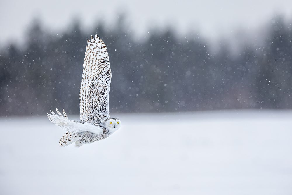 Snowy-owl-wings-up-in-landscape_F7A8126.jpg