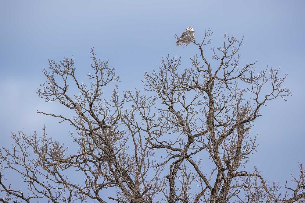 Snowy-owl-on-top-of-tree_F0A5125.jpg