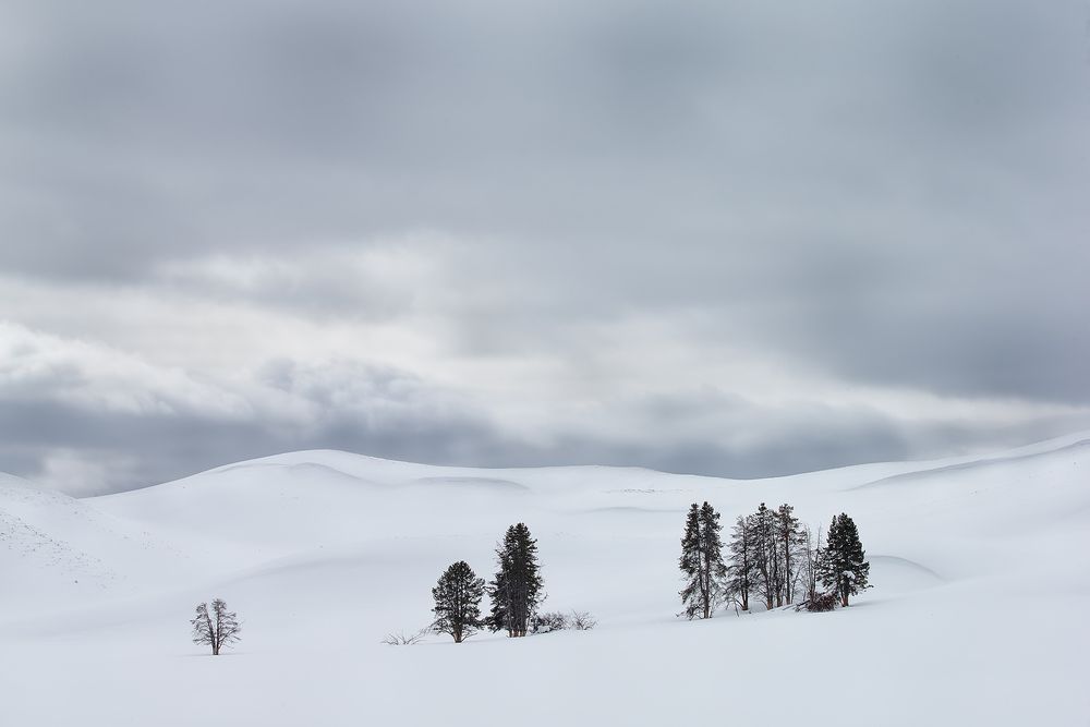 Trees-in-snow-landscape_D0P0374-Yellowstone-National-Park,-WY,-USA.jpg