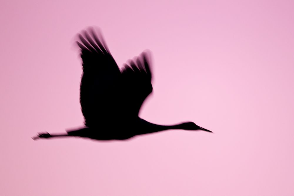 Sand-hill-crane-silhouette-against-purple-sky-23100635-Bosque-del-Apache-NWR,-San-Antonio,-NM.jpg
