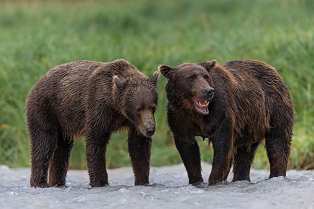 Coastal-brown-bears-together-in-the-river_B8R2566-Geographic-Harbour-Katmai-NP-Alaska.jpg