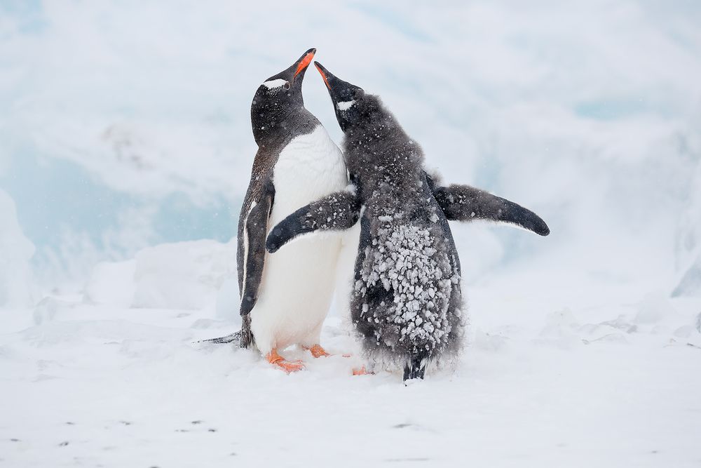 Gentoo-penguin-chick-begging_A3I7295-Brown-Bluff,-Antarctica.jpg