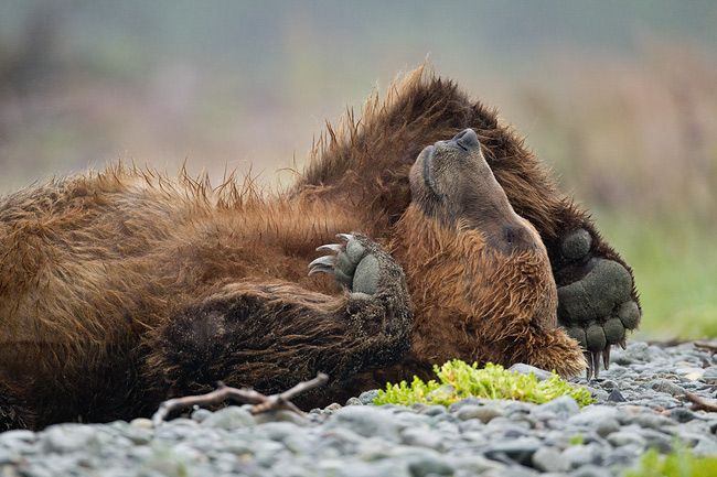 Clemens-Vanderwerf_Brown-bear-sleeping_Animal-Antics.jpg