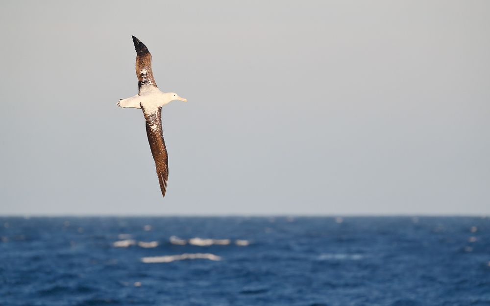 Wandering Albatros banking above the waves_A3I4542-Scotia Sea, Southern Ocean.jpg