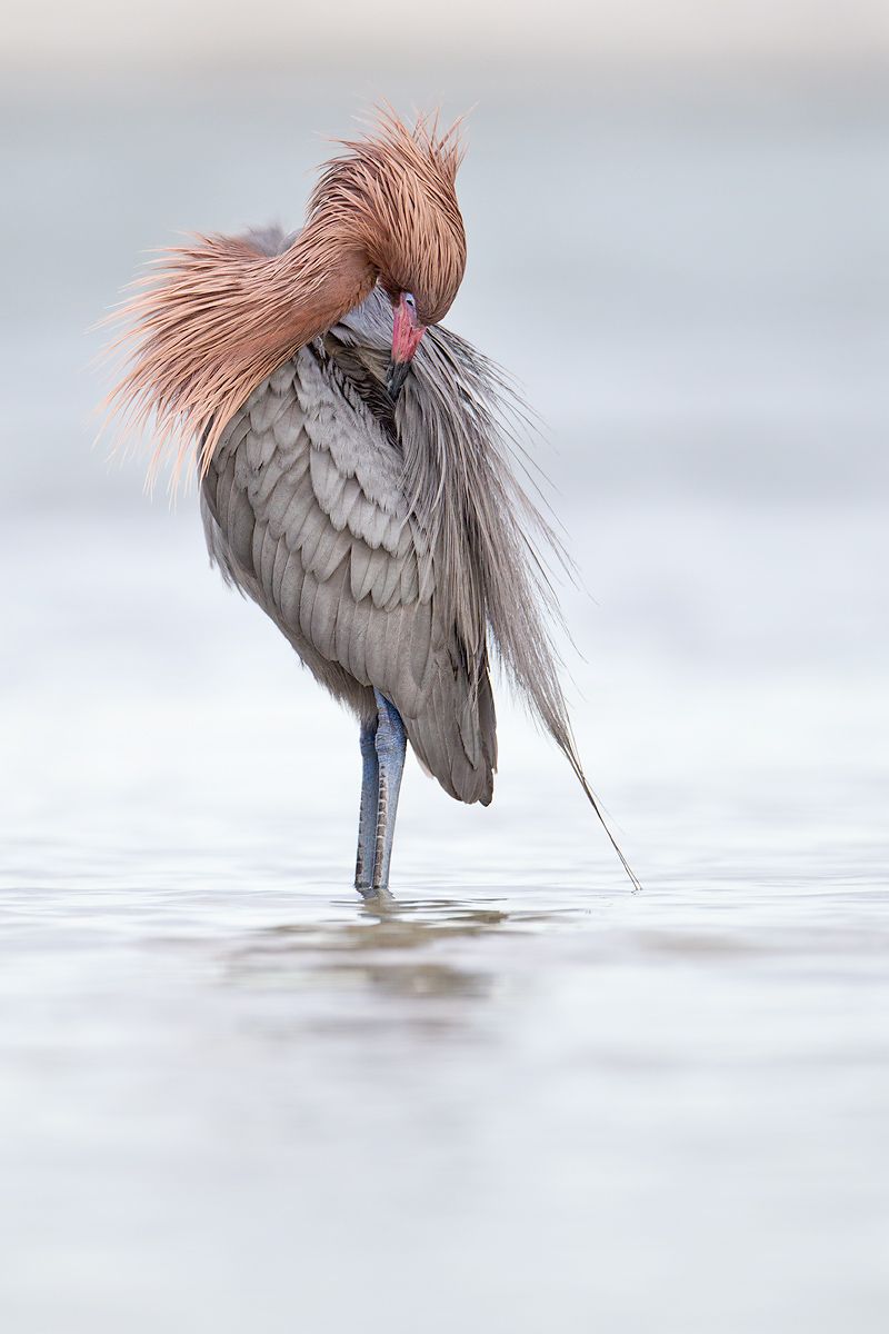 Reddish-Egret-preening-against-soft-bkgd_M7E3710-Estero-Lagoon,-Fort-Myers-Beach,-FL.jpg