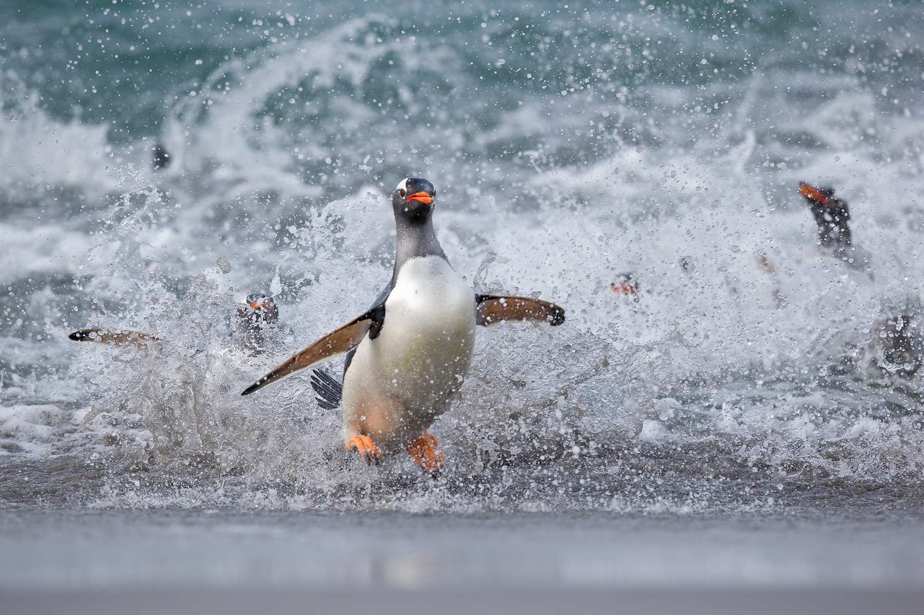 Gentoo-Penguin-coming-ashore-after-a-swim_E7T4201-Sea-Lion-Island,-Falkland-Islands.jpg