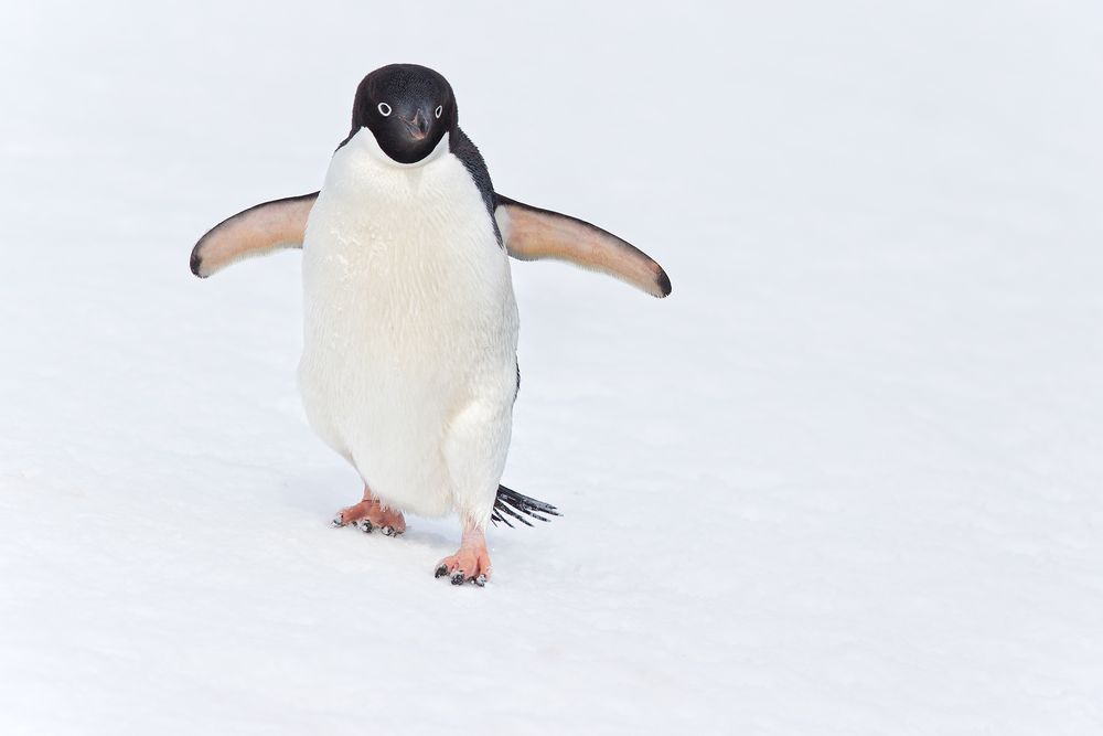 Adelie-Penguin-walking-with-wings-out-in-snow_E7T5972-Penguin-Island,-South-Shetland-Islands,-Antarctica.jpg
