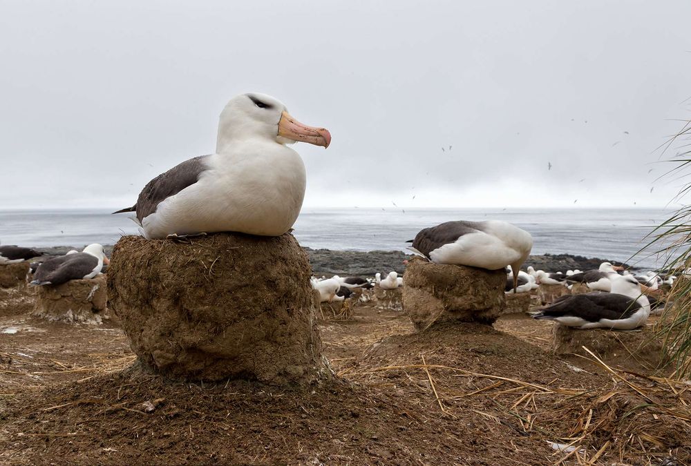 Black-browed-Albatross-sitting-on-nest_E7T5139-Steeple-Jason,-Falkland-Islands.jpg