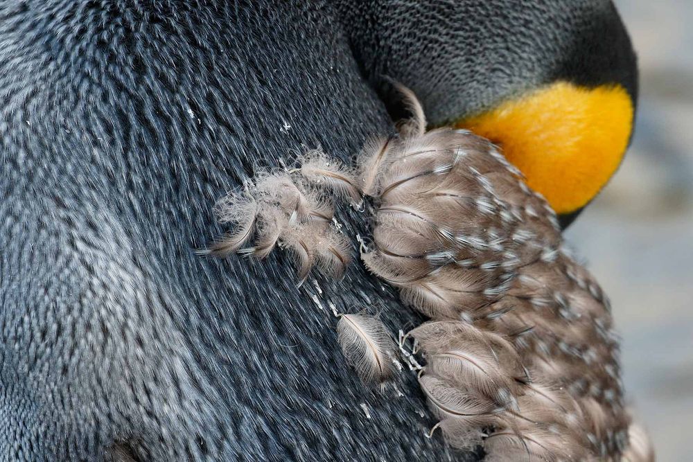 King-Penguin-with-molting-feathers_44A5862-Godthul,-South-Georgia-Islands,-Southern-ocean.jpg