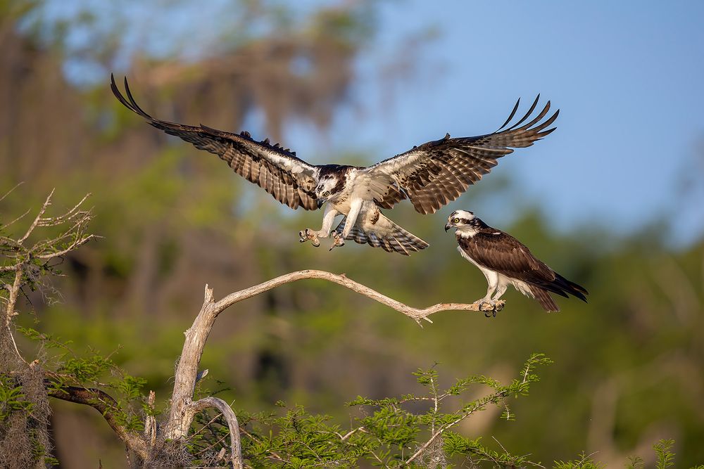 Osprey-landing-on-branch-with-mate_F7A4451-Lake-Blue-Cypress,-FL,-USA.jpg