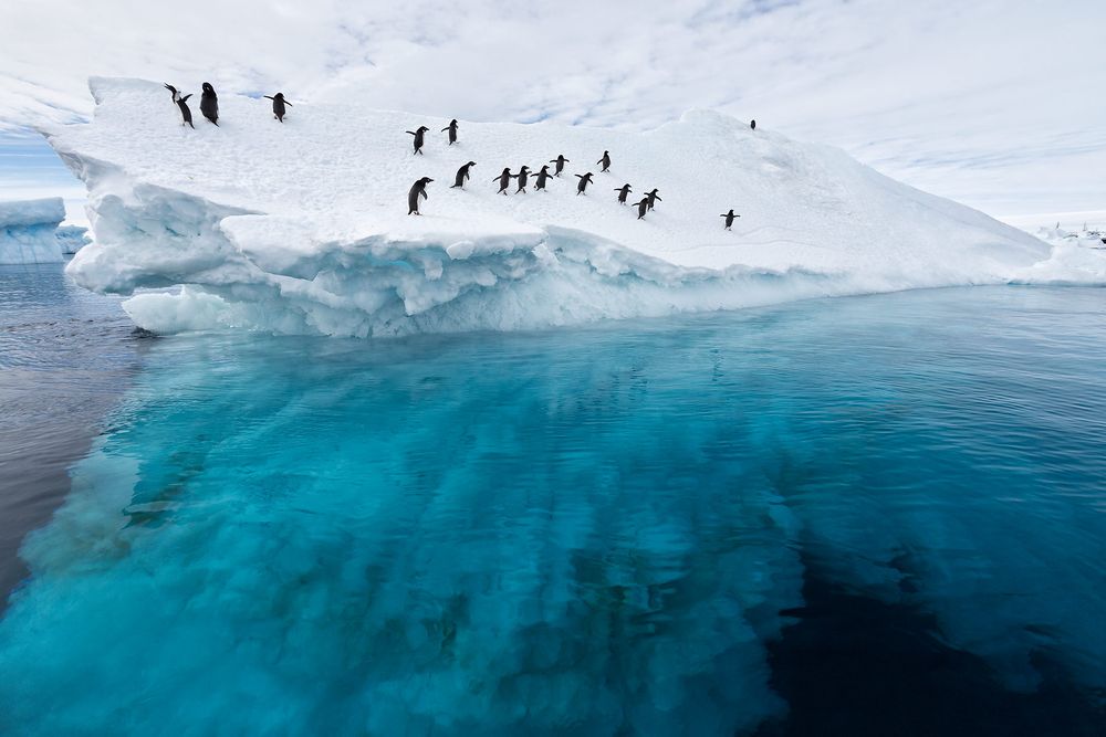Iceberg-with-underwater-structure-and-Adelie-Penguins_S6A9689-Brown-Bluff,-Antarctica.jpg