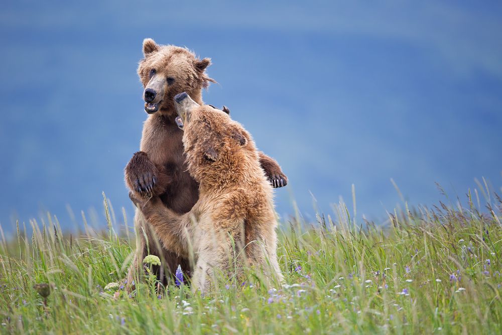 Coastal Brown Bears playing in high grass with wildflowers_W7C7907-Hallo Bay, Katmai NP, AK.jpg