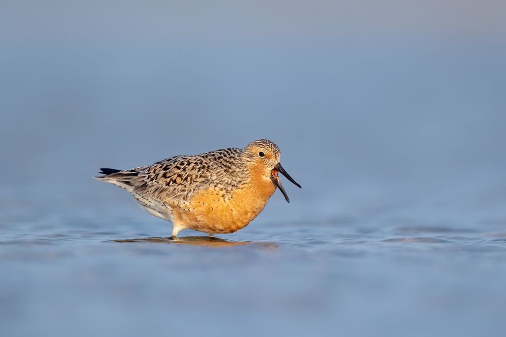 Red-knot-with-blue-background_D8A3969-Fort-de-Soto,-FL,-USA.jpg