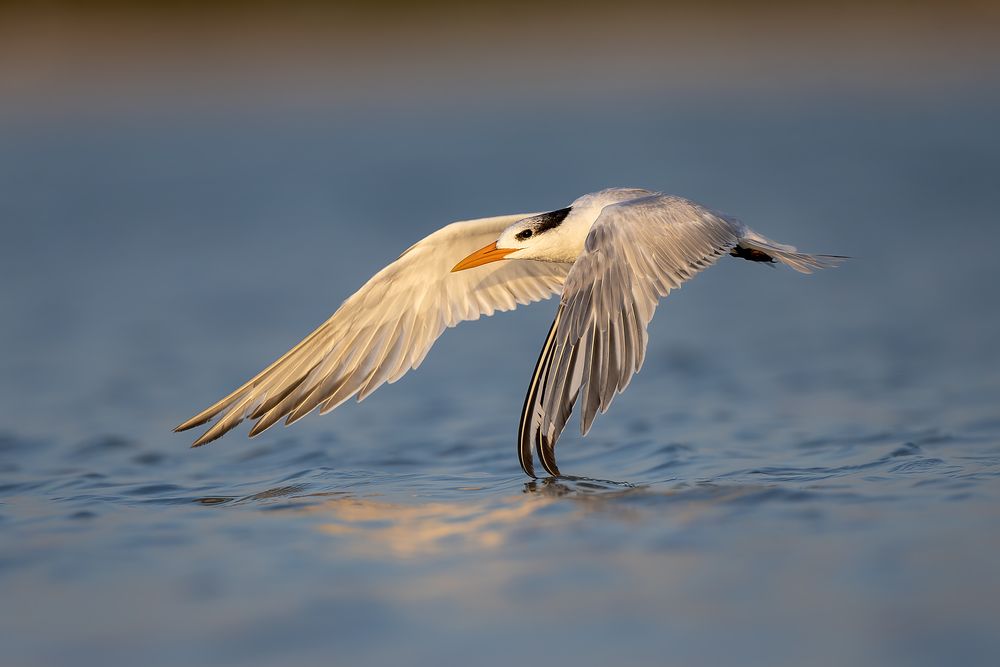 Royal-tern-flying-above-water_F7A7858-Fort-de-Soto,-Tierra-Verde,-FL,-USA.jpg