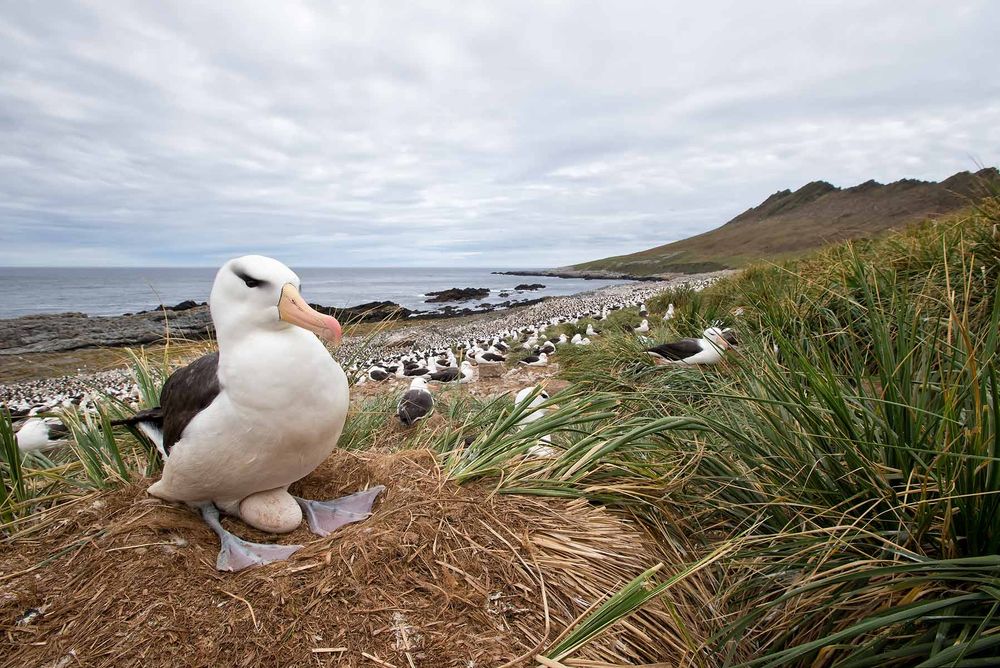 Black-browed-Albatross-with-egg-on-nest-in-colony_E7T4622-Steeple-Jason,-Falkland-Islands.jpg