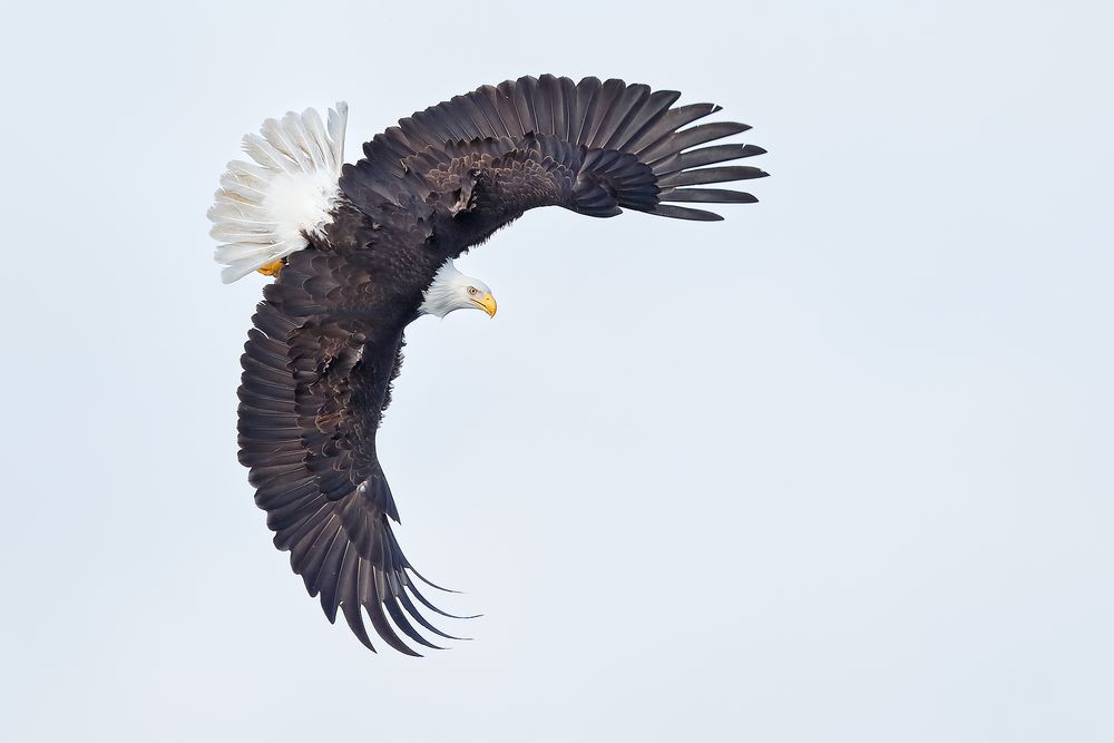 Bald-eagle-banking-against-white-sky_E7T9612-Kachemak-Bay,-Homer,-Alaska,-USA.jpg