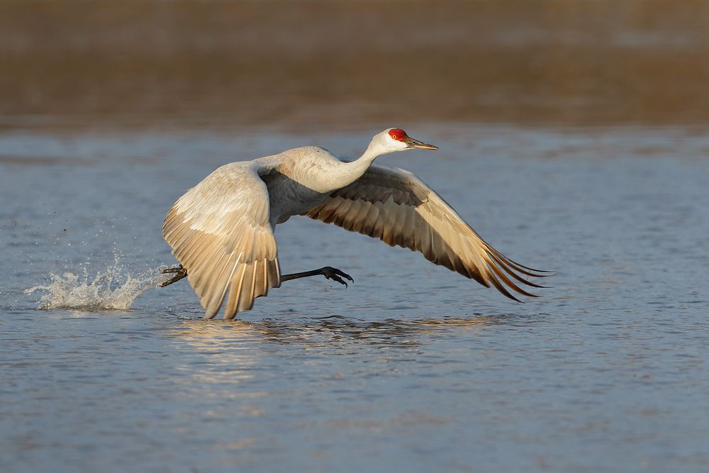 Sandhill-crane-taking-off_44A2980-Bosque-del-Apache-NWR,-San-Antonio,-NM,-USA.jpg