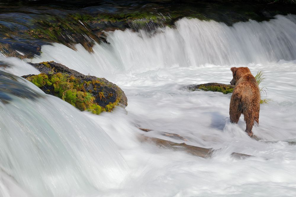 Coastal-brown-bear-in-falls-water-blur_A3I7914-Brooks-Falls,-Katmai-National-Park-&-Preserve,-AK,-USA.jpg