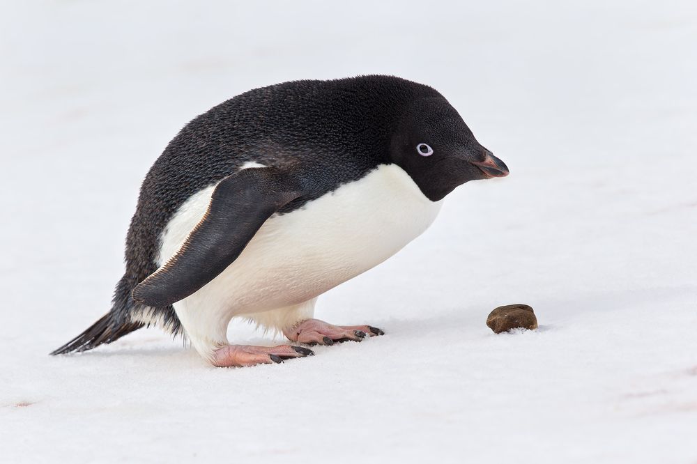 Adelie-Penguin-with-stone-on-snow_E7T4764-Brown-Bluff,-Antarctica.jpg