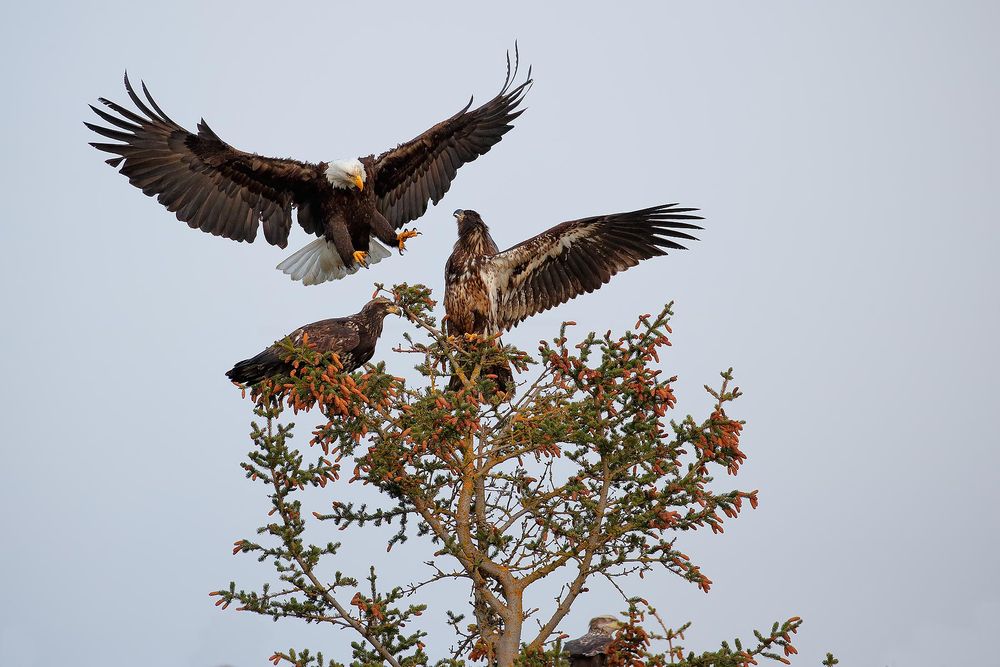 Bald-eagle-landing-on-top-of-tree_B8R0632-Kachemak-Bay,-Homer,-Alaska,-USA.jpg