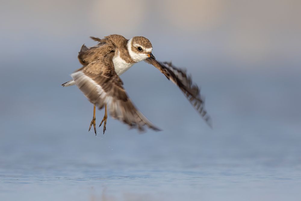 Semi-palmated-plover-taking-flight_F7A4692-Fort-de-Soto,-Tierra-Verde,-FL,-USA.jpg