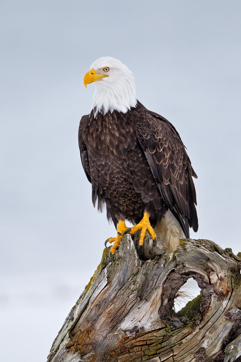 Bald eagle perched on trunk with hole_M7E7413-Kachemak Bay, Homer, AK.jpg