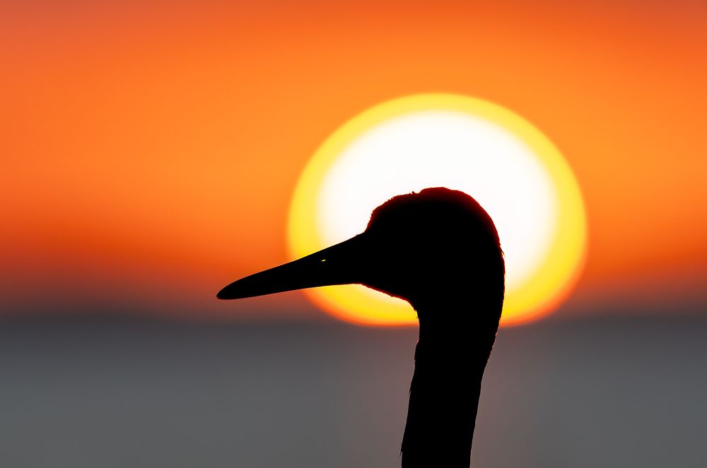 Sandhil-crane-head-with-setting-sun_F7A0509-Indian-Lake-Estates,-FL,-USA.jpg