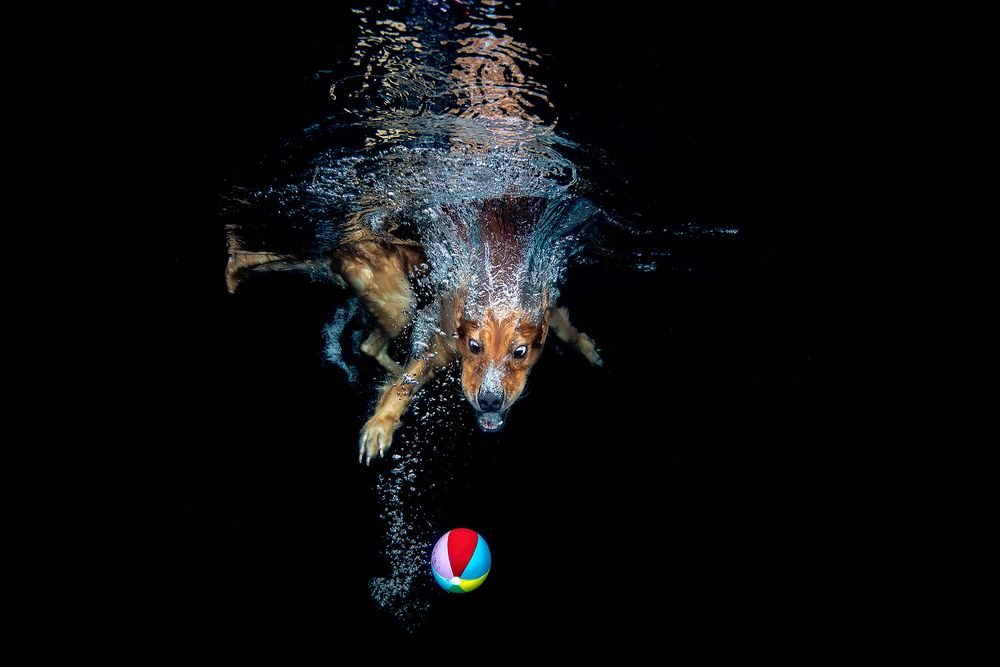 Zevon-sticking-his-head-underwater-with-ball_83A9663-Dover,-FL,-USA.jpg