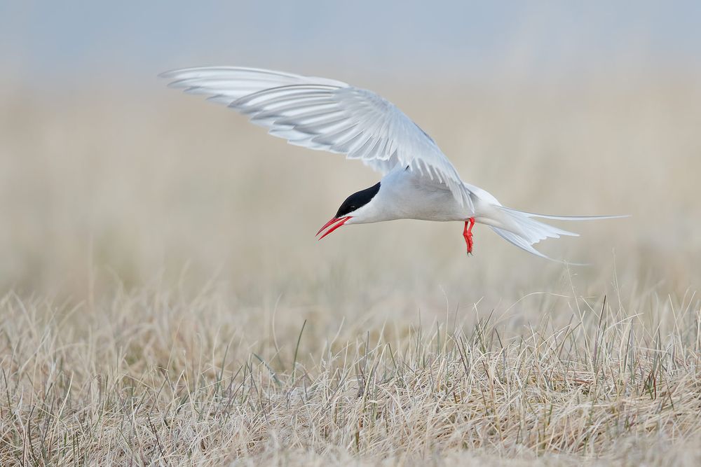 Arctic-tern-landing-wings-forward_44A1888-Arnarstapi,-West-Iceland.jpg