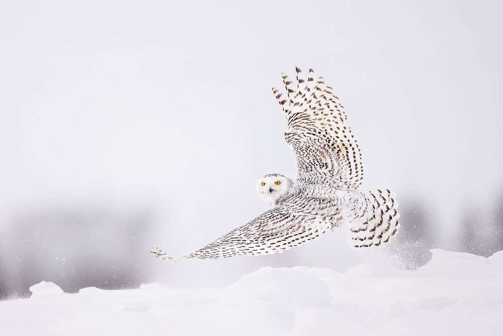 Snowy-owl-taking-off_F0A7213.jpg