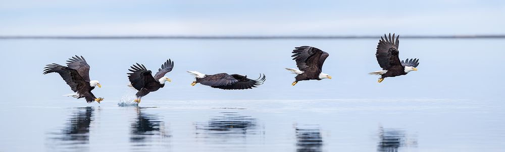 Bald-eagles-fishing-sequence-II_E7T9766-Kachemak-Bay,-Homer,-Alaska,-USA.jpg