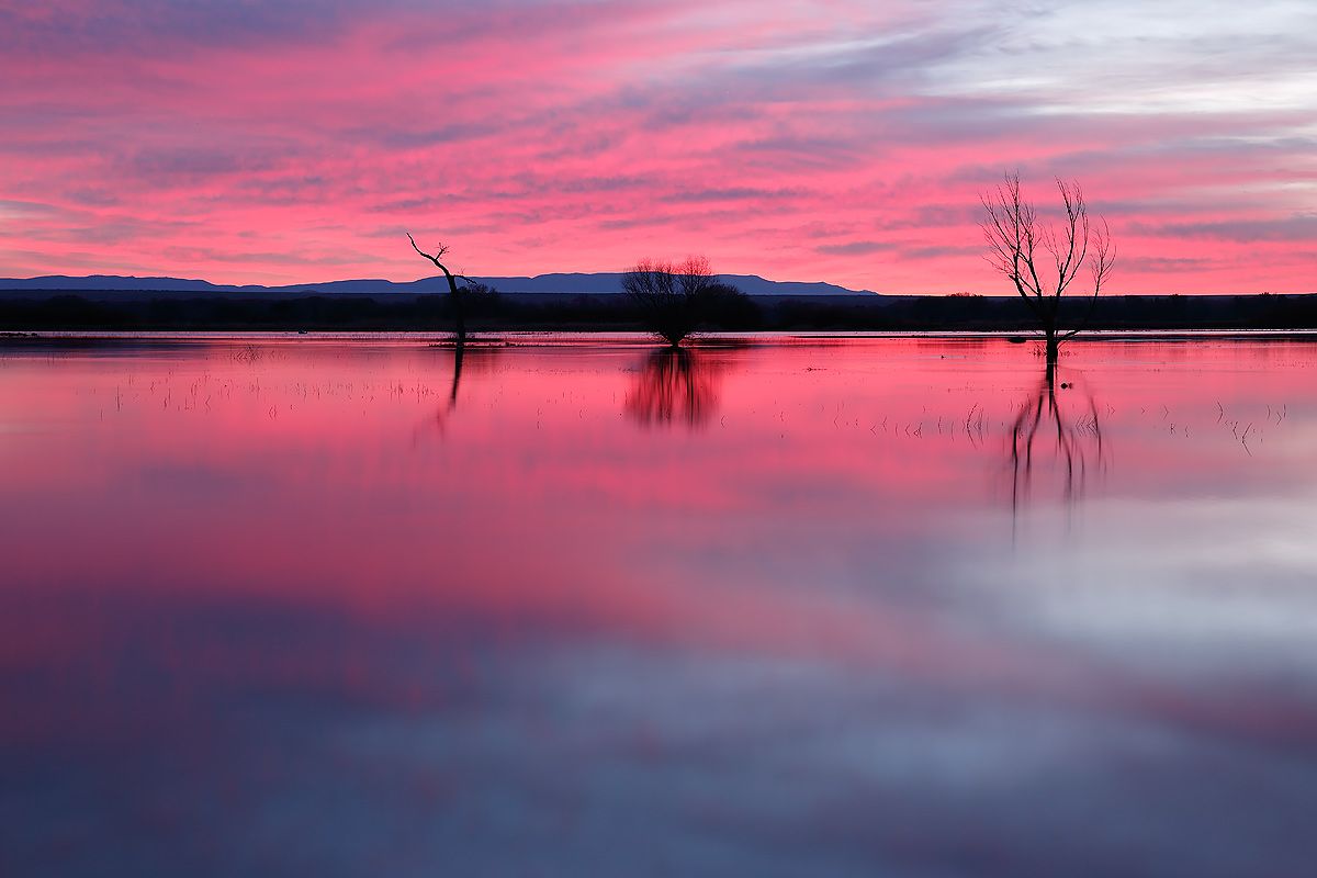 pink-sunrise-on-main-pond-1_s6a8497-bosque-del-apache-nwr-san-antonio-nm-usa.jpg
