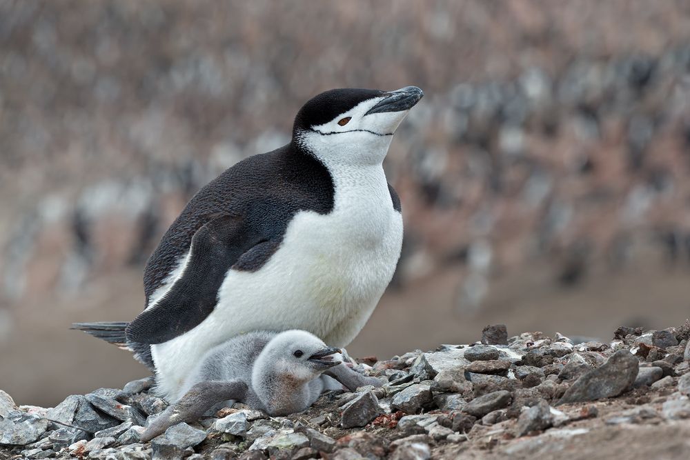 Chinstrap-Penguin-with-chick-on-the-nest-with-colony-bkgd_E7T4031-Bailey-Head,-Deception-Island,-Antarctica.jpg