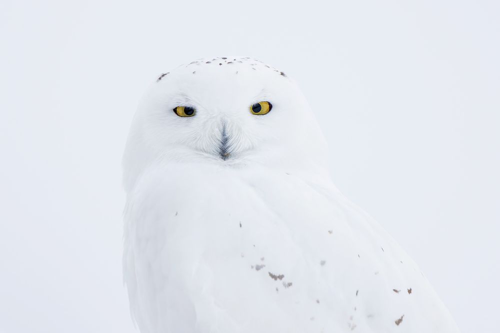 Snowy-owl-head-portrait_F0A4892.jpg