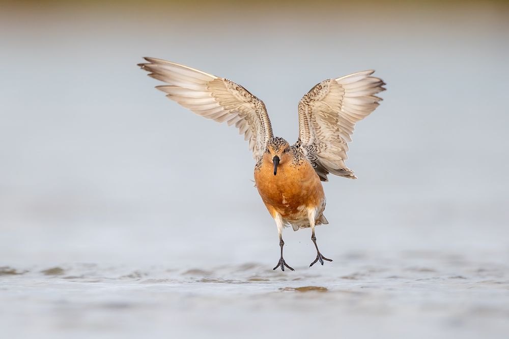 Red-knot-jumping-anf-flapping-wings_D8A3170-Fort-de-Soto,-FL,-USA.jpg