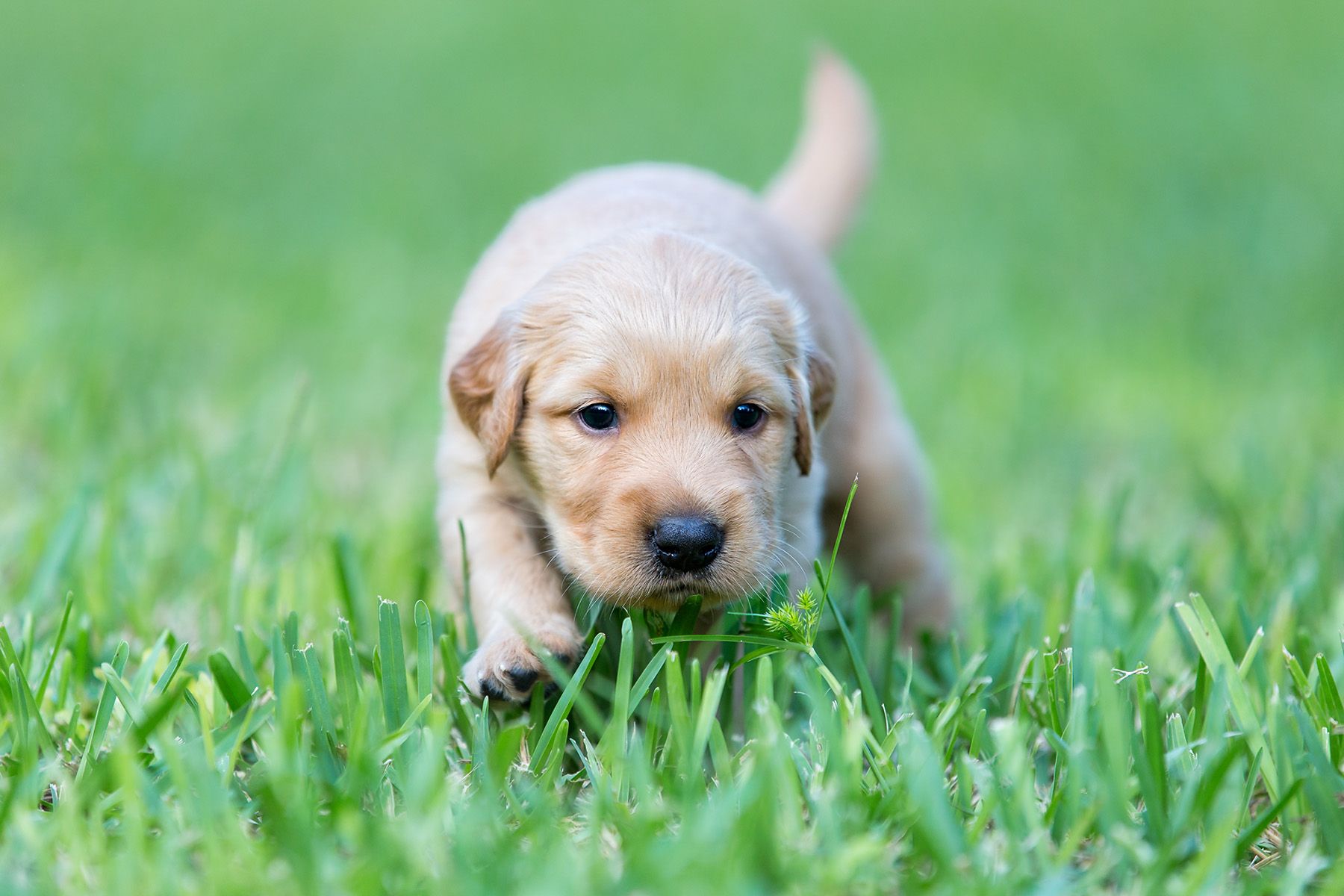 Golden Retriever pup chasing grass_B8R3066-Lake Worth, FL, USA.jpg
