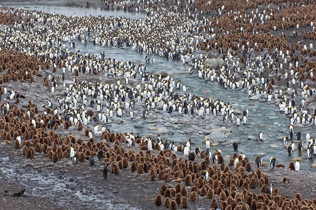 King-Penguins-Okan-Boys-along-the-river_B8R1289-St.jpg