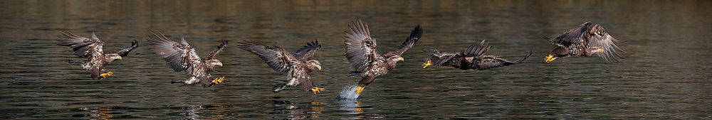 Bald-eagle-immature-fishing-sequence_B8R0351-Kachemak-Bay,-Homer,-Alaska,-USA.jpg