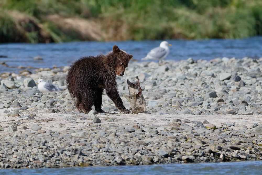 Coastal-Brown-bear-cub-scared-by-salmon_44A0570-Geographic-Harbor,-Katmai-National-Park-&-Preserve,-AK,-USA.jpg