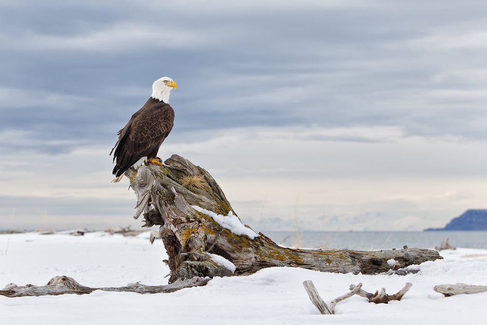Bald-eagle-sitting-on-rustic-perch-tree-with-view-bkgd-E07G4010-Kachemak-Bay,-Homer,-AK.jpg