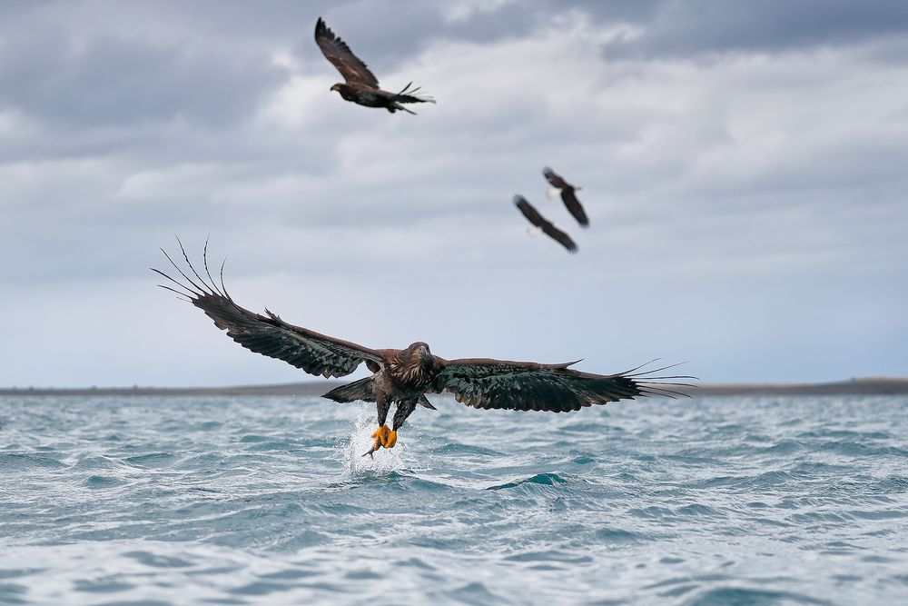 Bald eagle juvenile taking fish wide angle_A3I2773-Kachemak Bay, Kenai Penisula, AK, USA.jpg