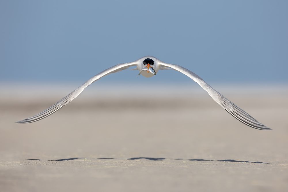 Royal-tern-flying-wings-down-with-fish_F7A9489-Fort-de-Soto,-Tierra-Verde,-FL,-USA.jpg