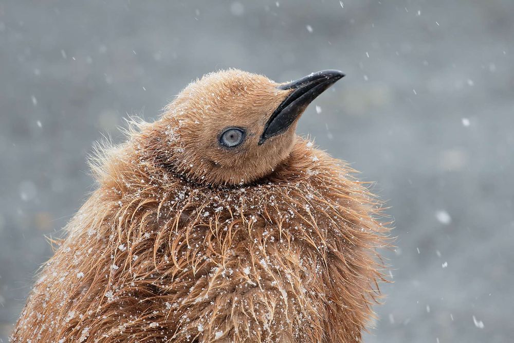 King-penguin-Oakum-boy-head-portrait-in-snow_B8R4420-Gold-Harbour,-South-Georgia-Islands,-Southern-ocean.jpg