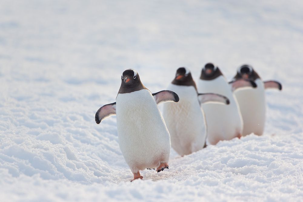 Gentoo-Penguins-walking-backlit_E7T1078-Danco-Island,-Antarctica.jpg
