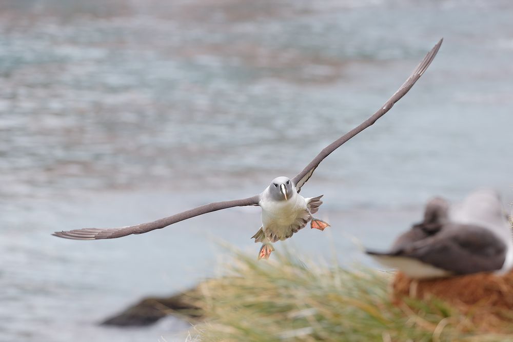 Grey-headed-Albatross-landed-at-nest_B8R3220-Elsehul,-South-Georgia-Islands,-Southern-ocean.jpg