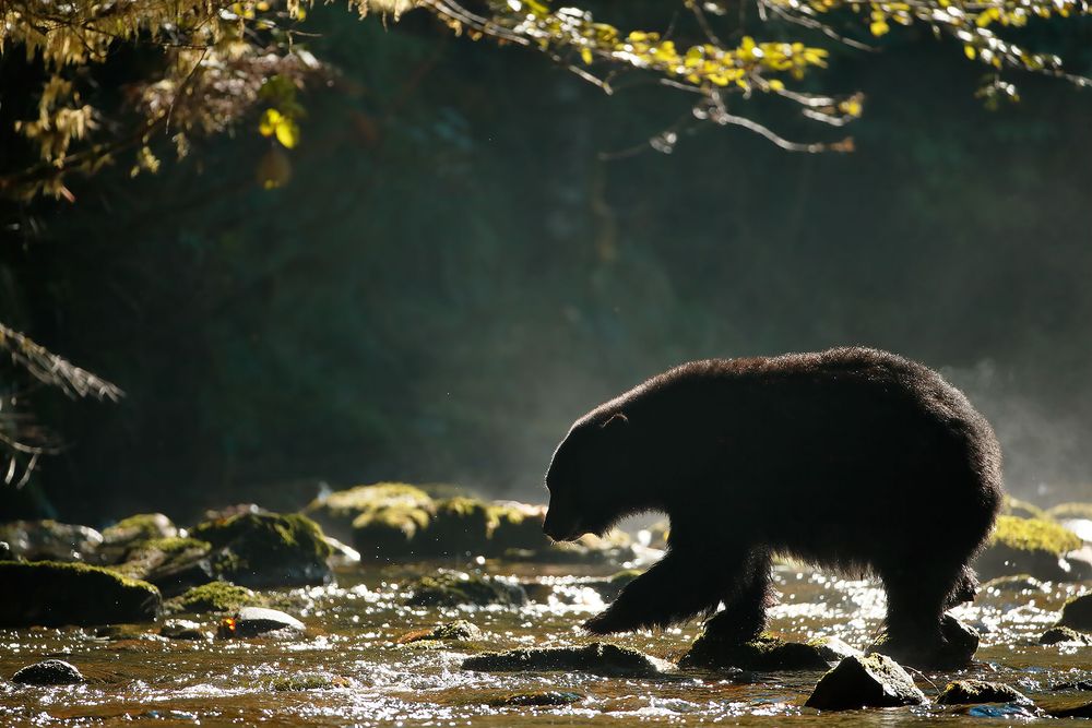 Black-bear-crossing-the-river_E7T5070-Gribbell-Island,-British-Columbia,-Canada.jpg