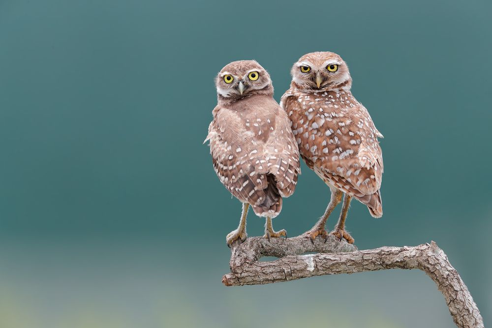 Burrowing Owl father and son on perch_A3I9523- Boca Raton Airport, FL, USA.jpg