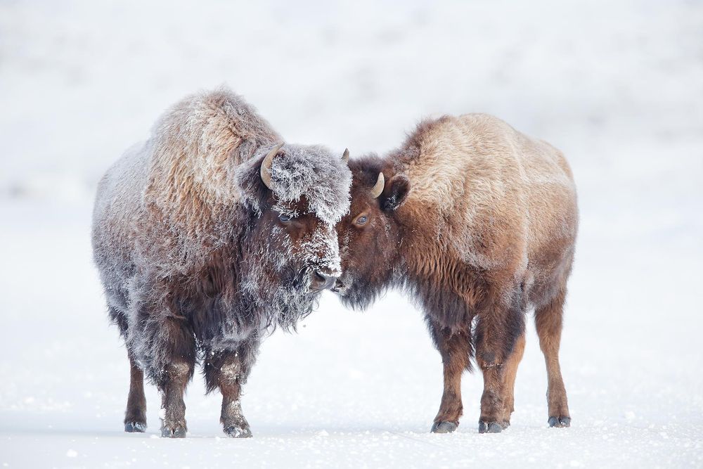 Bison-standing-together_B8R6102-Yellowstone-National-Park,-WY,-USA.jpg