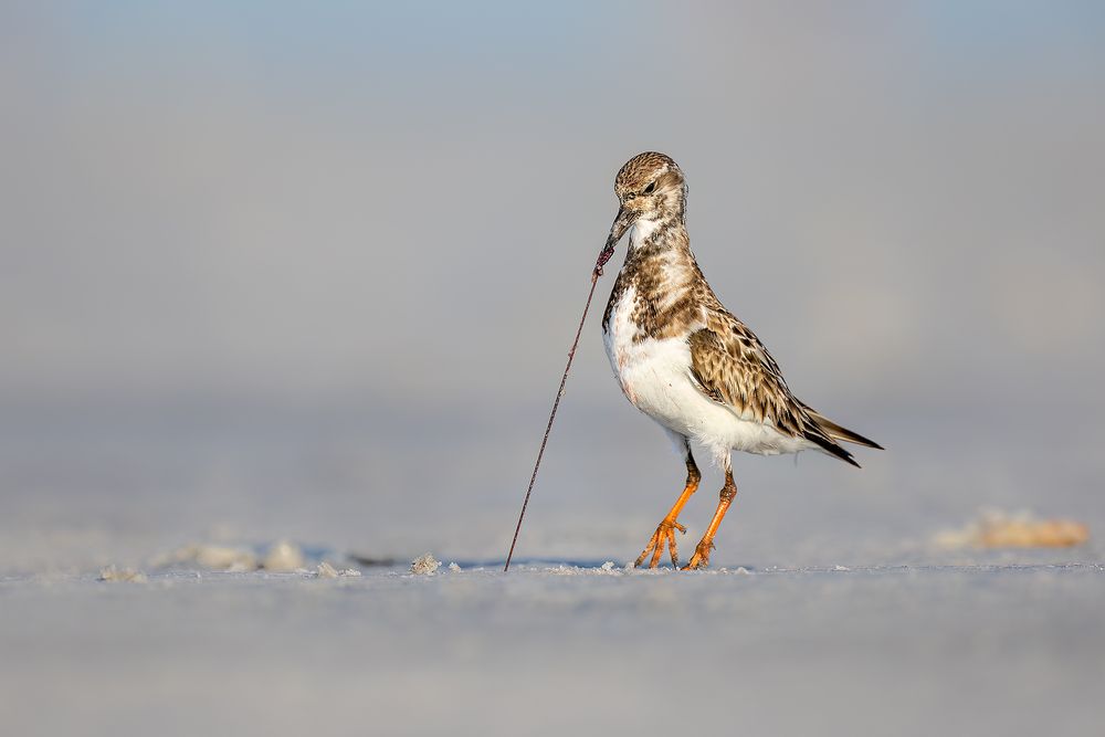 Rudy-Turnstone-pulling-a-worm_F7A3467-Fort-de-Soto,-Tierra-Verde,-FL,-USA.jpg