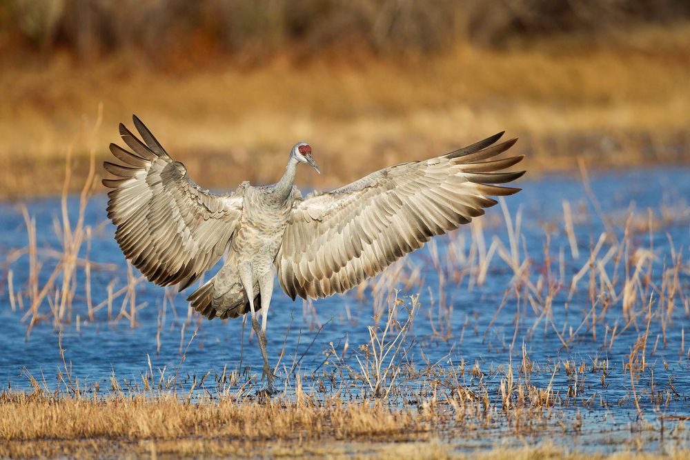 Sandhill-crane-landing-in-the-pond_M7E3034-Bosque-del-Apache-NWR,-San-Antonio,-NM.jpg